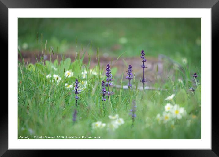 Bugle Beauty Framed Mounted Print by Heidi Stewart