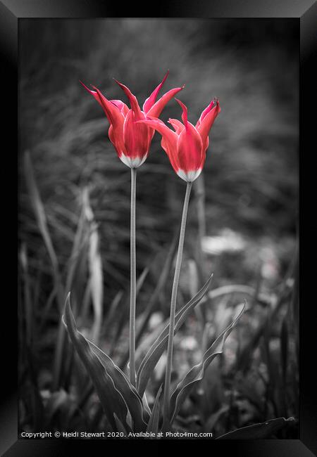 Standing Out in a Crowd Framed Print by Heidi Stewart