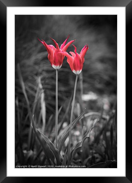 Standing Out in a Crowd Framed Mounted Print by Heidi Stewart