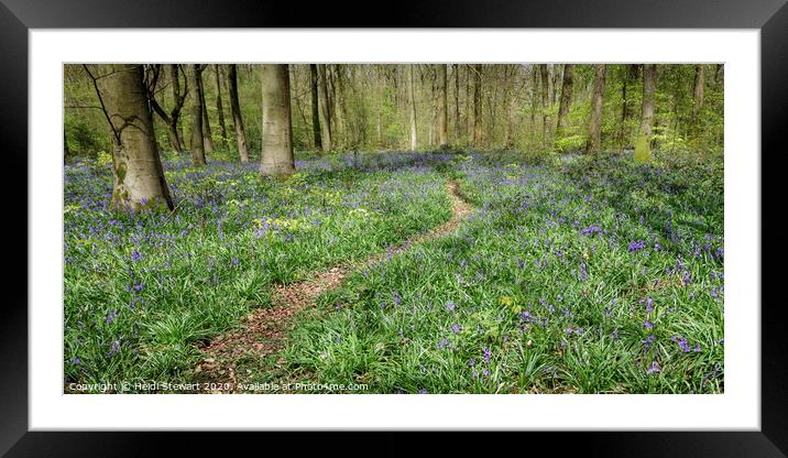 Micheldever Wood in Spring Time Framed Mounted Print by Heidi Stewart