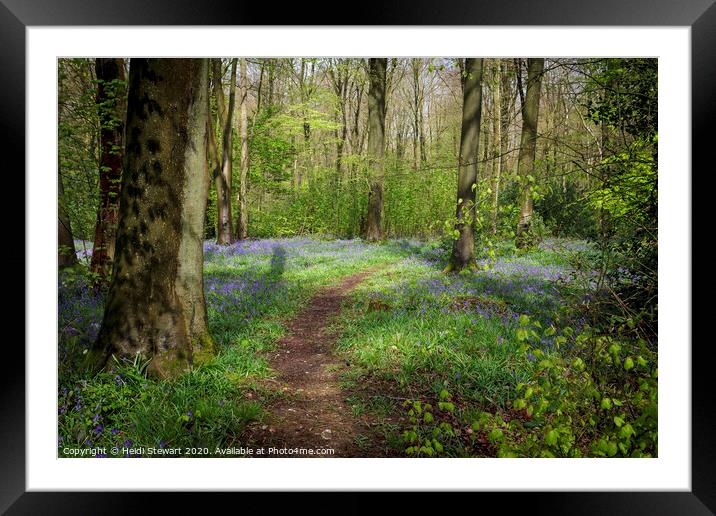 Micheldever Wood in Hampshire Framed Mounted Print by Heidi Stewart