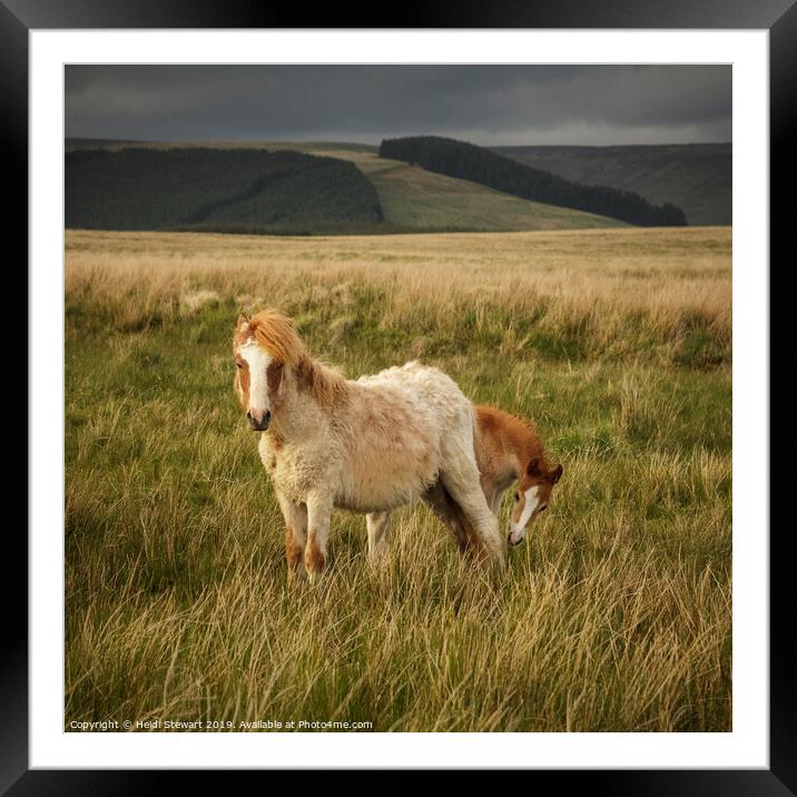 A Shy Foal and Mum Framed Mounted Print by Heidi Stewart