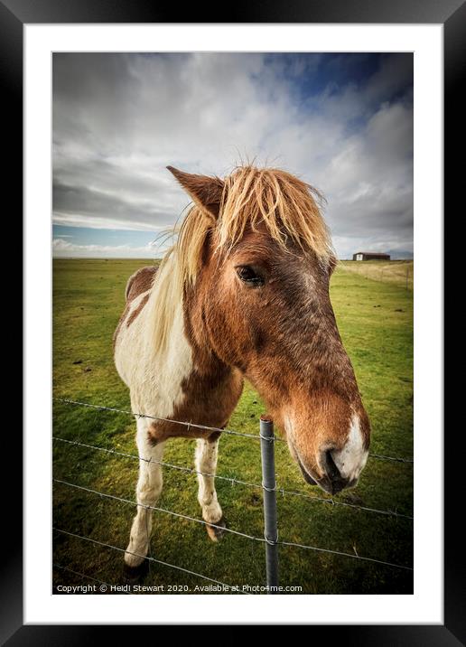 Icelandic Horse Framed Mounted Print by Heidi Stewart
