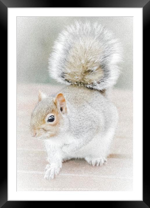 The Eastern Gray Squirrel Framed Mounted Print by Heidi Stewart