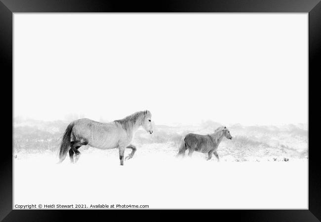 Horses in the Snow Framed Print by Heidi Stewart