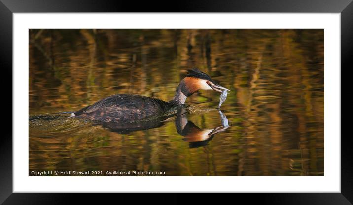 Great Crested Grebe ( Podiceps cristatus ) Framed Mounted Print by Heidi Stewart