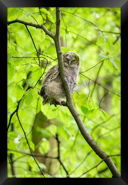 Sleepy Tawny Owl  Framed Print by Heidi Stewart