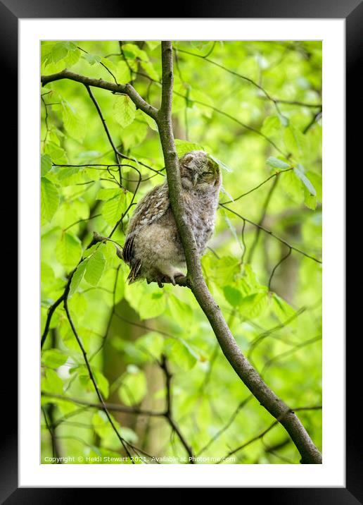 Sleepy Tawny Owl  Framed Mounted Print by Heidi Stewart