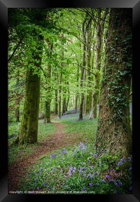 The Path into the Bluebell Wood  Framed Print by Heidi Stewart