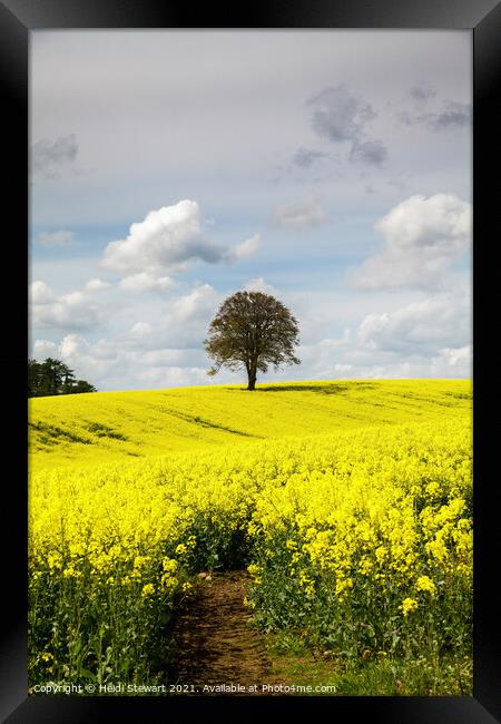 Lone Tree in a Field of Yellow Framed Print by Heidi Stewart