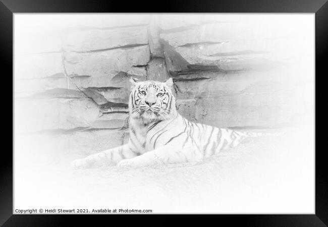 White Tiger Resting Framed Print by Heidi Stewart