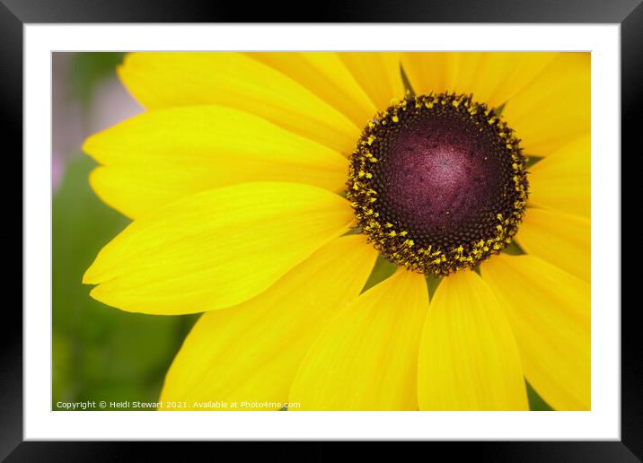 You Are My Sunshine Framed Mounted Print by Heidi Stewart