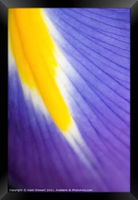 Iris Framed Print by Heidi Stewart