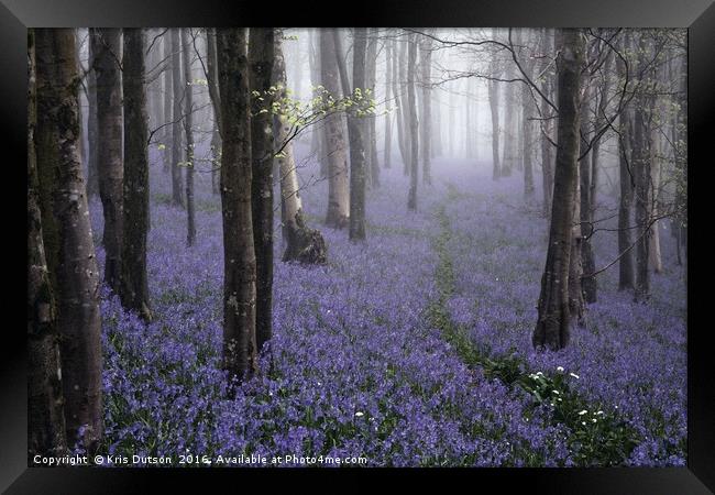 Bluebells in the Mist Framed Print by Kris Dutson