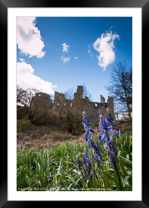 Bluebells at Dinefwr Castle Woods, Llandeilo, Carm Framed Mounted Print by Richard Morgan