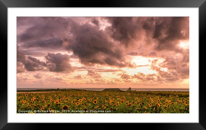 Rhossili Sunflowers Framed Mounted Print by Richard Morgan