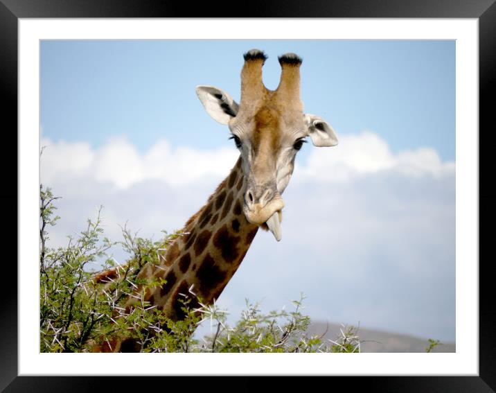 Giraffe in South Africa  Framed Mounted Print by Paul Coleman