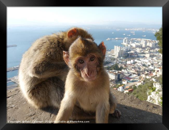 Father and Son Ape Gibraltar Framed Print by Paul Coleman