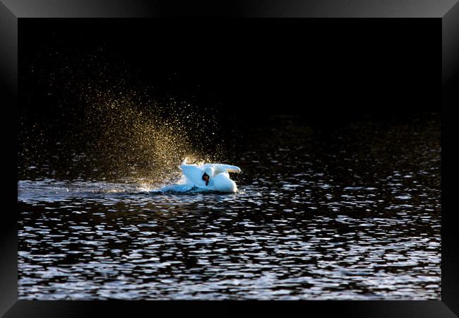 Bath time Framed Print by Anthony Simpson