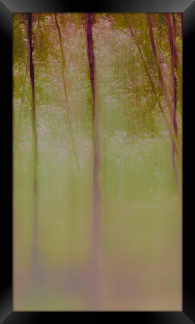 Autumn Birch trees Framed Print by Anthony Simpson