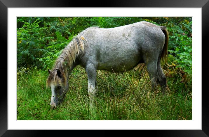 Wild Pony standing on a lush green Hillside Framed Mounted Print by simon alun hark
