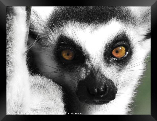 Lemur Framed Print by Matthew Hark