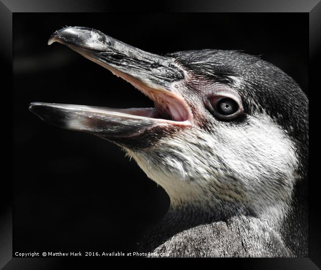 Humboldt Penguin Framed Print by Matthew Hark