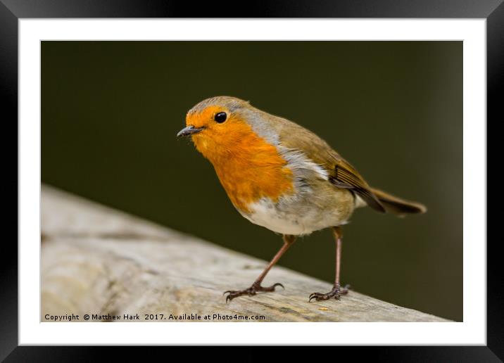 Red Robin Framed Mounted Print by Matthew Hark