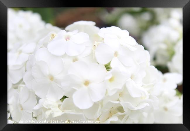 White Hydrangeas Framed Print by Robert Weeks