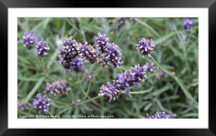 Lavender Stalks Framed Mounted Print by Robert Weeks