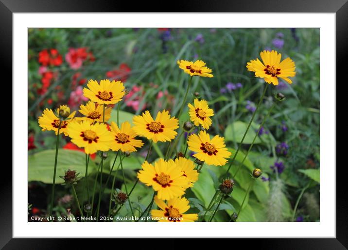 Bright Flower Bed Framed Mounted Print by Robert Weeks