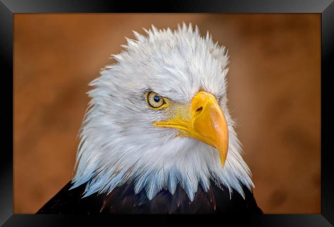 Bald Eagle Portrait Framed Print by Matt Johnston