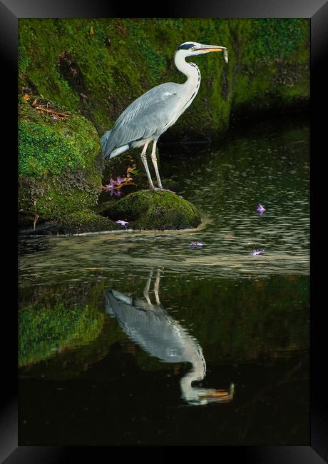 Grey Heron with Fish Framed Print by Matt Johnston