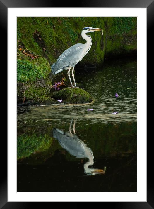 Grey Heron with Fish Framed Mounted Print by Matt Johnston