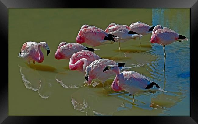 Resting Flamingoes Framed Print by Matt Johnston
