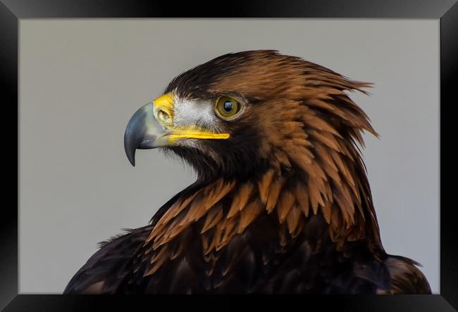 Golden Eagle Portrait Framed Print by Matt Johnston