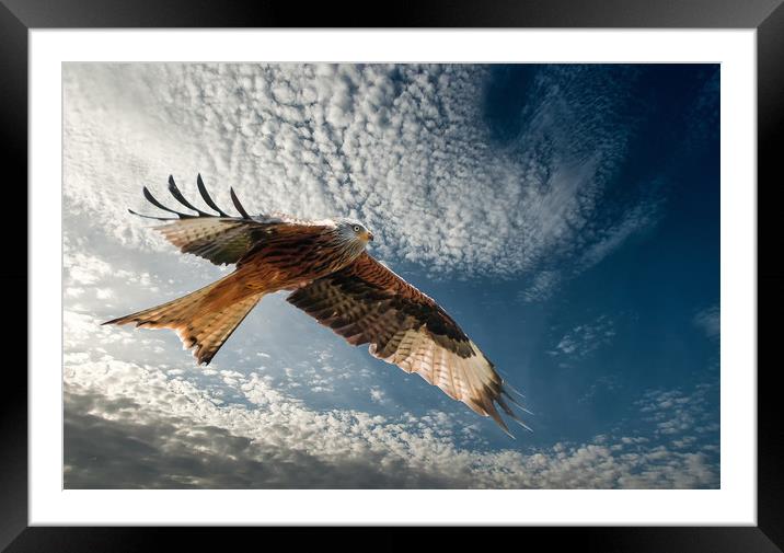 Red Kite in Flight Framed Mounted Print by Matt Johnston