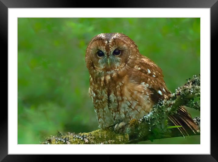 Tawny Owl Framed Mounted Print by Matt Johnston