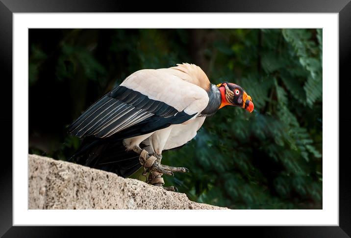 American King Vulture Framed Mounted Print by Matt Johnston