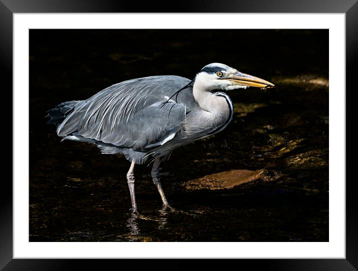 Grey Heron Feeding Framed Mounted Print by Matt Johnston