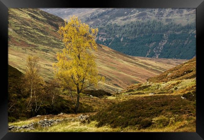 Golden Birch Framed Print by Matt Johnston