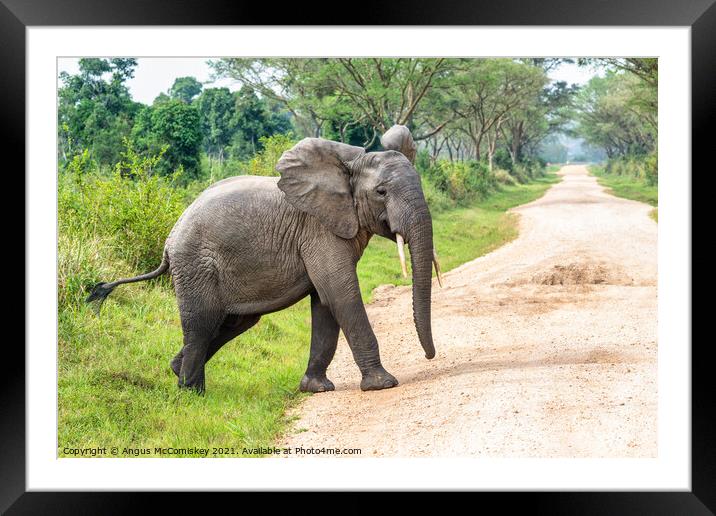 Young bull elephant crossing track in Uganda Framed Mounted Print by Angus McComiskey