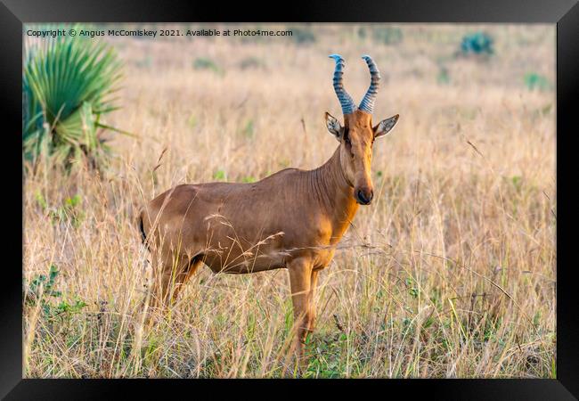 Solitary Jackson’s hartebeest, Uganda Framed Print by Angus McComiskey