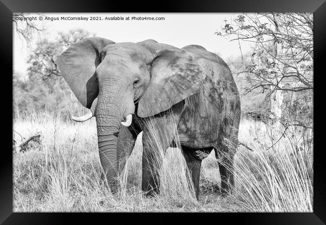 Mature bull elephant in grassland, Botswana mono Framed Print by Angus McComiskey