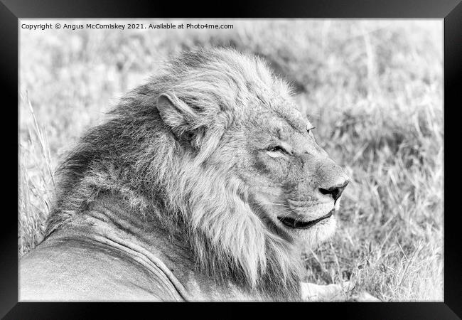 High key mono portrait of a male lion, Botswana Framed Print by Angus McComiskey