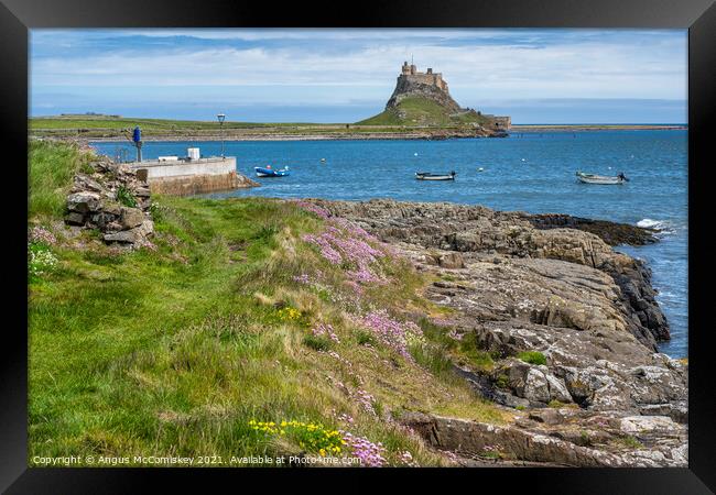 Wildflowers and sea cliffs, Holy Island Framed Print by Angus McComiskey