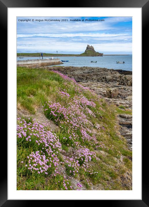Sea thrift on shoreline, Holy Island Framed Mounted Print by Angus McComiskey