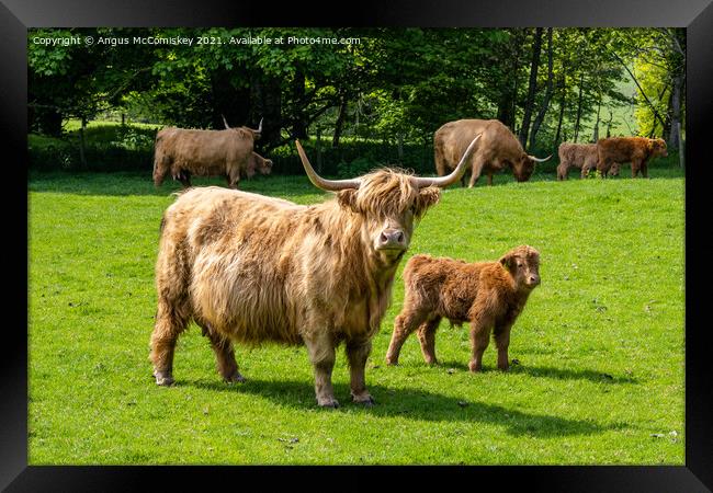 Highland cow with calf Framed Print by Angus McComiskey