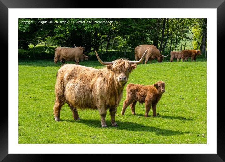Highland cow with calf Framed Mounted Print by Angus McComiskey