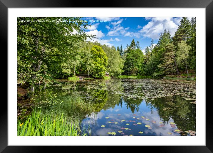 Water lilies on Loch Dunmore in Faskally Forest Framed Mounted Print by Angus McComiskey